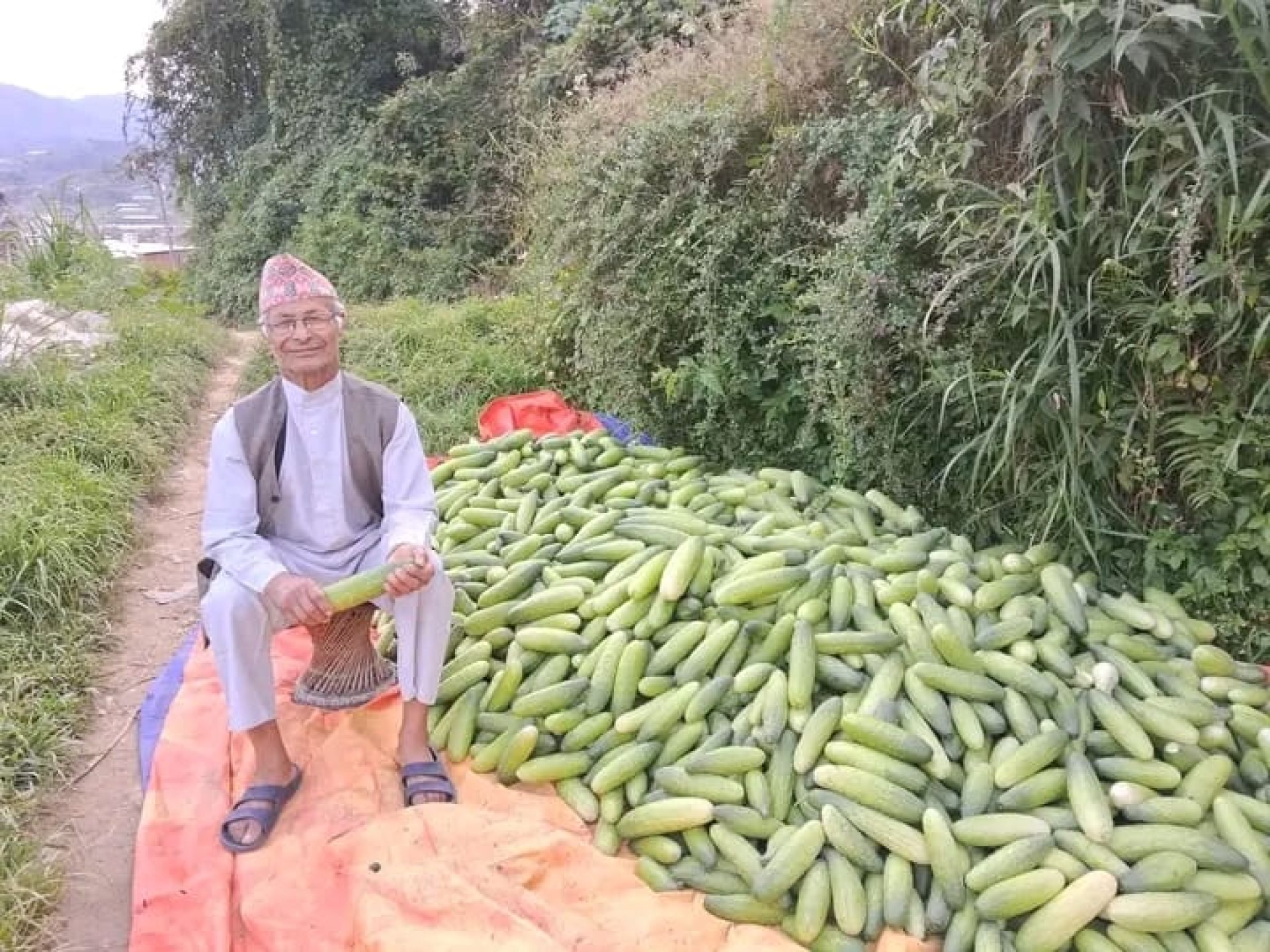 ८० वर्षीय तेजबहादुर उप्रेती : जसले एकै बर्षमा बेचे ६०० किलो काँक्रो !